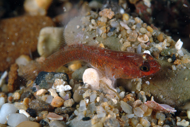 Millerigobius macrocephalus